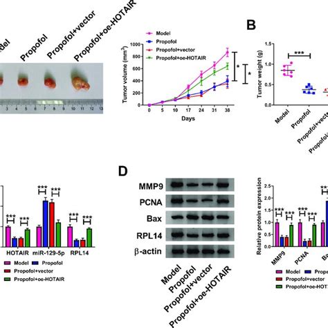 Propofol Suppressed Tumor Growth Of Cc In Vivo The Nude Mice Were