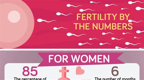 Your Fertility By The Numbers Infographic