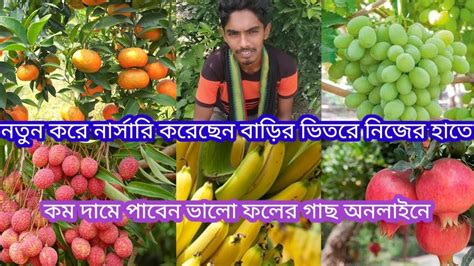 Ar Plant Nursery বেছে বেছে ফলের গাছ নিয়ে যান কম দামে ভালো থাই