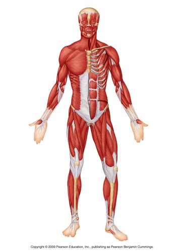 The Muscular And Skeletal System Flashcards Quizlet