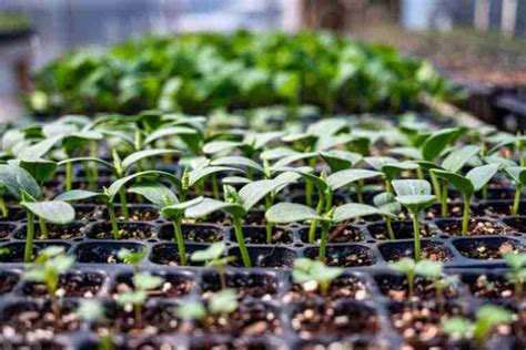 Succession Sowing For Summer Flower Seeds To Plant In May Bramble