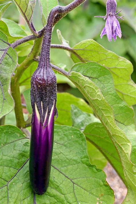 21 Of The Best Japanese Eggplant Varieties Gardener S Path Gardenerpath