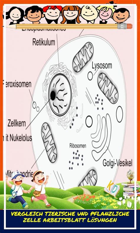 Vergleich Tierische Und Pflanzliche Zelle Arbeitsblatt Lösungen
