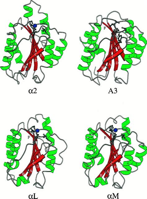 Three Dimensional Structures Of The 2 I L I M I And VWF A3