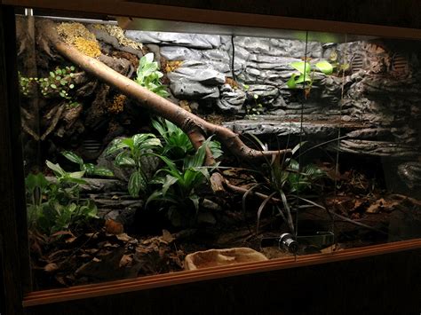 Top 10 snake enclosure ideas and inspiration