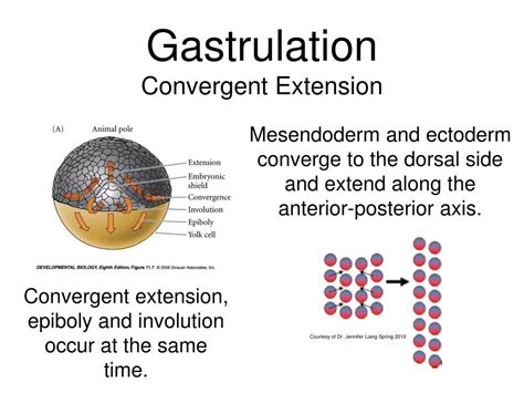 PPT - Cell Movements of Early Zebrafish Development and Important