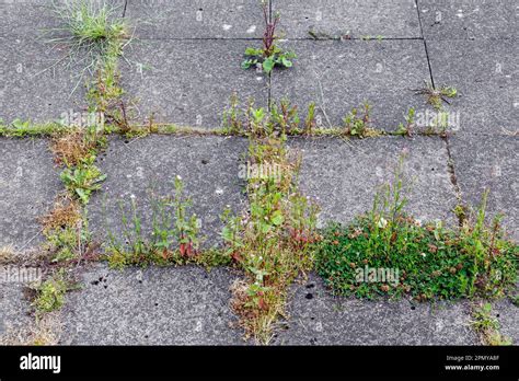 Weeds Growing In Between Paving Slabs On A Patio Scotland UK Europe