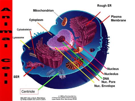 Ppt Introduction To Cytology Or Cell Biology Powerpoint Presentation