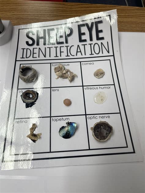 Sheep Eye Model Labeled