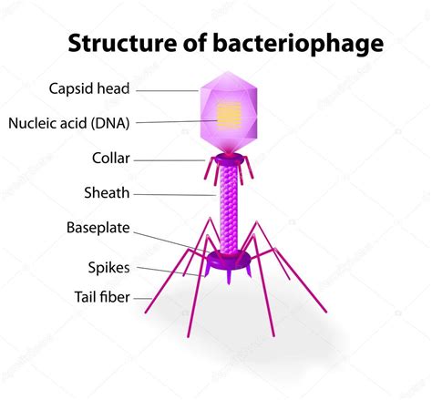 Diagram Of A Bacteriophage