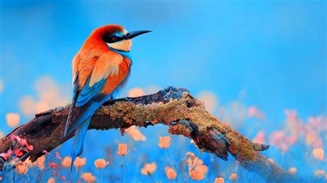 Bird Wallpapers (109 images) - WallpaperCat