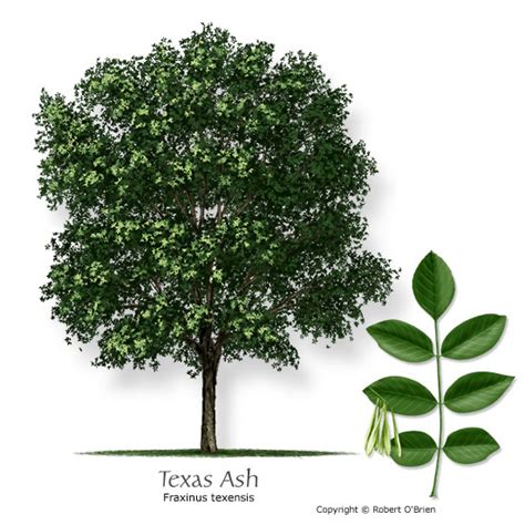 Texas Tree Selector Tree Description