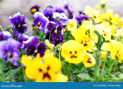 Garden Pansy Flowers Viola Tricolor Var Hortensis Stock Photo Image