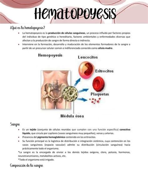 Hematopoyesis Anatomía Humana Hematopoyesis Udocz