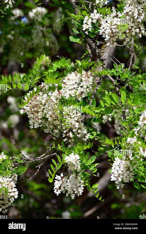 Black Locust Gewöhnliche Robinie Robinia Pseudoacacia Fehér Akác