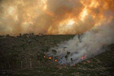 La Destrucci N Del Medio Ambiente Perfecto Para La Covid