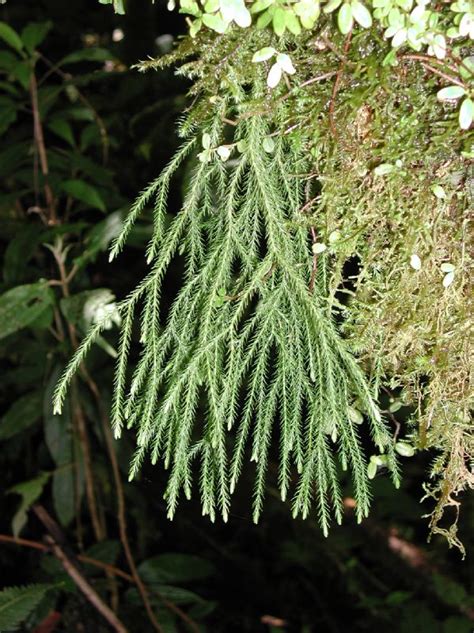 Phlegmariurus Acerosus Lycopodiaceae Image 162298 At PhytoImages Siu Edu