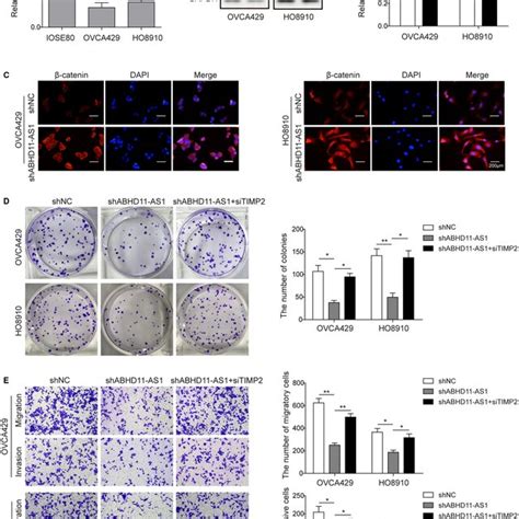 LncRNA ABHD11AS1 Knockdown Inhibits Ovarian Cancer Cell Progress By