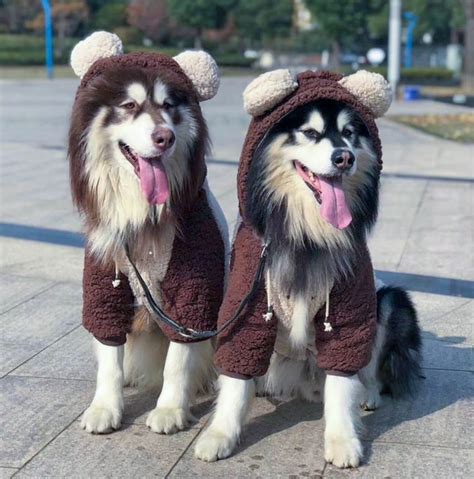 Funny Dogs In Costume • Enchanted Little World