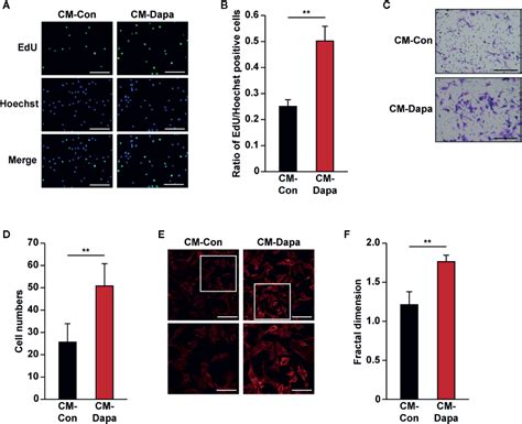 Frontiers Dapagliflozin Promotes Neovascularization By Improving