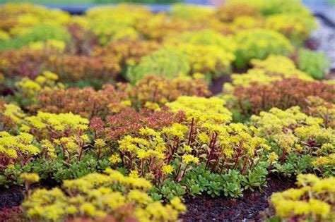 Evergreen Ground Cover Plants Artofit