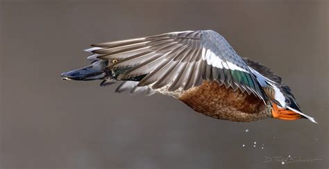 Northern Shoveler Pennsylvania D Todd Schneider Photography