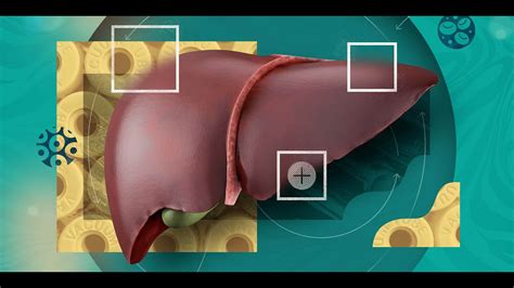 Liver Function Tests Lfts Part 2 Youtube