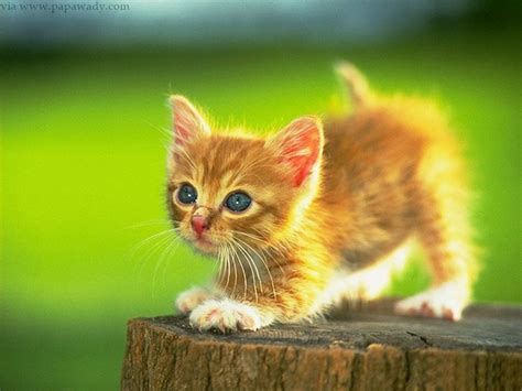 12 Cute Kittens Heart Melting Photos