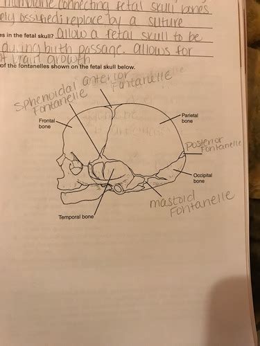 Anatomy And Physiology Lab Exercise 9 Flashcards Quizlet