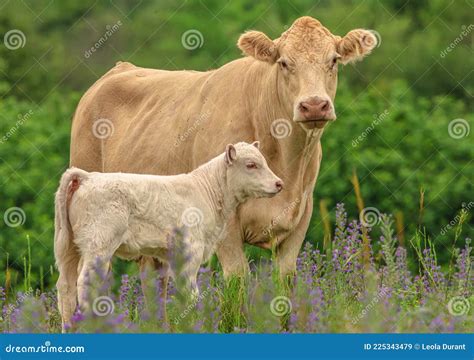 Vacas Entre Las Flores Silvestres Imagen De Archivo Imagen De Sentada