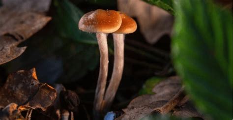 Can You Smoke Magic Mushrooms Your Questions Answered