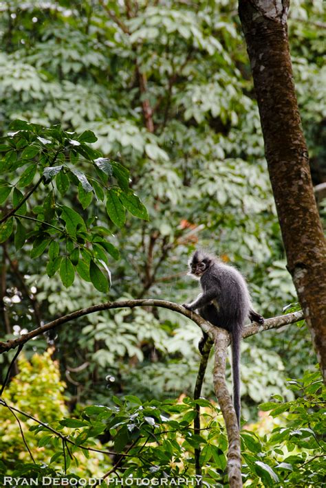 Gunung Leuser National Park Sumatra Ryan Deboodt Photography