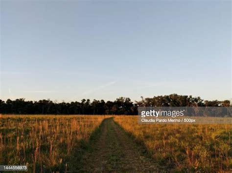 Kissimmee Prairie Preserve State Park Photos and Premium High Res ...