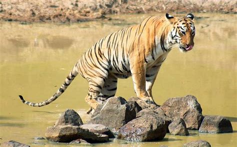 Most Beautiful Images In Panna National Park Madhya Pradesh India