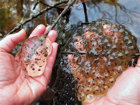 Jefferson Salamander Eggs