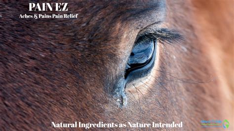 Pain Relief For Horses Horse N Tale Topical Equine Products