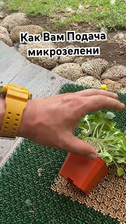 Микро зелень в горшке из под кактуса - YouTube