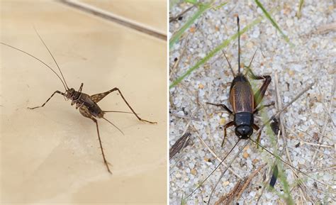 How To Deal With Crickets In Basement Area - Openbasement