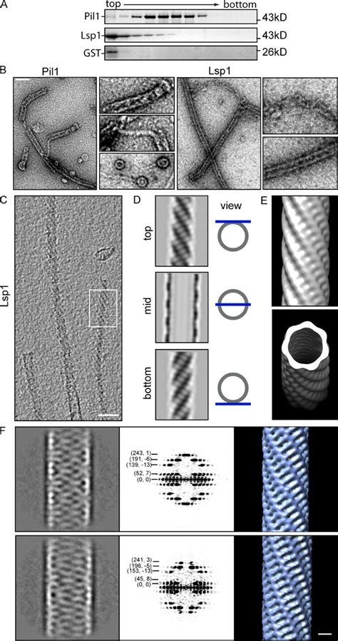 Pil1 And Lsp1 Form Filaments In Vitro A Pil1 And Lsp1 Aggregate In