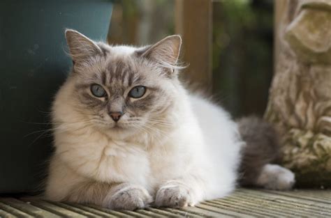 Are Ragdoll Cats Hypoallergenic Tips For Allergy Sufferers