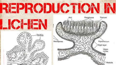 Lichen Diagram