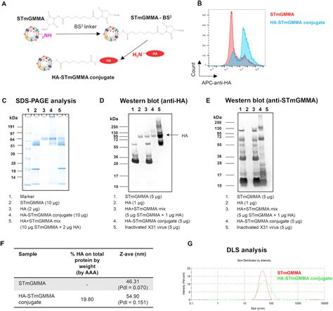 Generalized Modules For Membrane Antigens Gmma An Outer Membrane