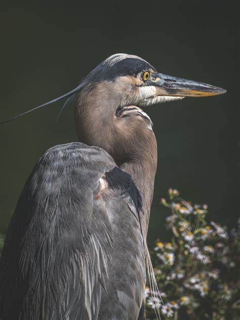 Grey Heron Photos, Download Free Grey Heron Stock Photos & HD Images