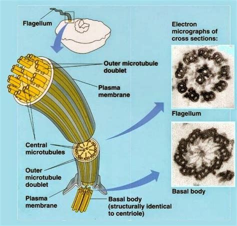 Flagella Diagram