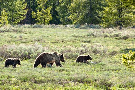 5 Myths Around North Cascades Grizzly Bear Reintroduction Busted