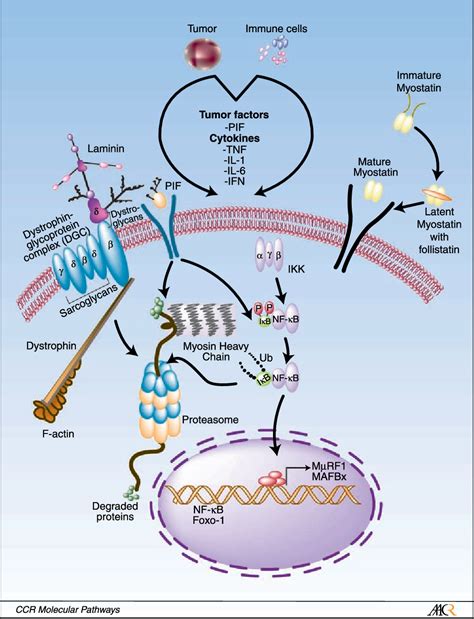 Figure From Cancer Cachexia Signaling Pathways Continue To Emerge Yet