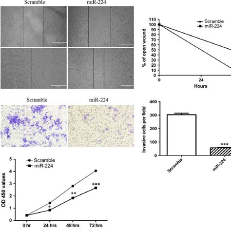 Mir Overexpression Suppressed Osteosarcoma Cell Migration Invasion