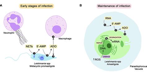 Frontiers Stage Specific Class I Nucleases Of Leishmania Play