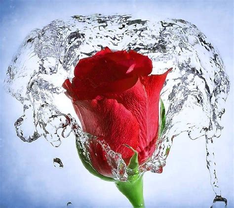 Flowers In Water Wallpapers - Wallpaper Cave