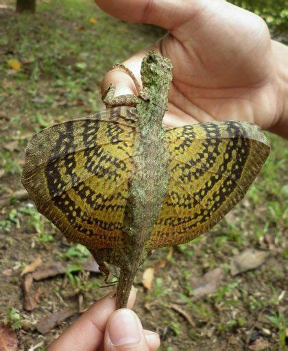 Летучий дракон | Рептилии | Lizard, Flying lizard, Cute reptiles